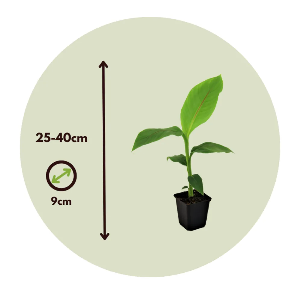 Plant In A Box Fruitiers Et Agrumes | - Bananier du japon - set de 4 - musa basjoo - hauteur 25-40cm - ⌀9cm