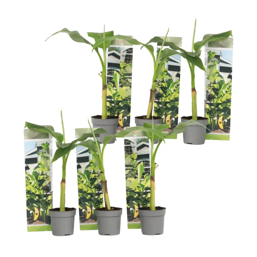 Plant In A Box Fruitiers Et Agrumes | - Bananier du japon - set de 6 - musa basjoo - hauteur 25-40cm - ⌀9cm