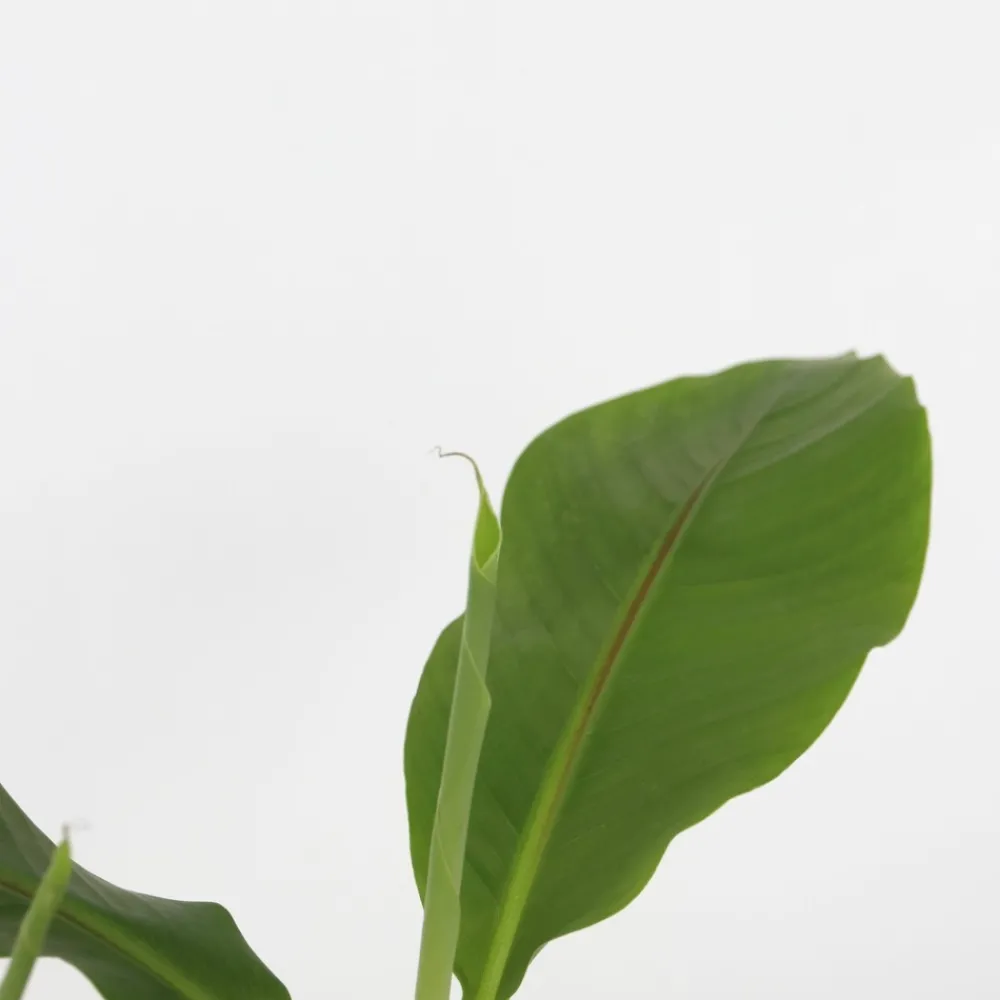 Plant In A Box Fruitiers Et Agrumes | - Bananier du japon - set de 6 - musa basjoo - hauteur 25-40cm - ⌀9cm