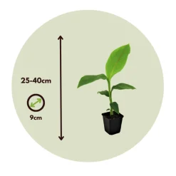 Plant In A Box Fruitiers Et Agrumes | - Bananier du japon - set de 6 - musa basjoo - hauteur 25-40cm - ⌀9cm