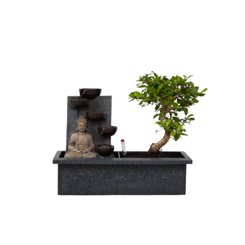 Plant In A Box Bonsaïs | - Bonsaï - bonsai - hauteur 25-35cm - ⌀29cm