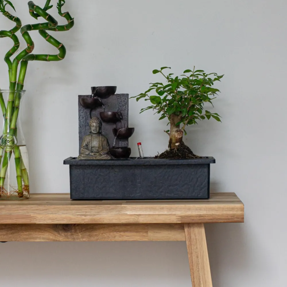 Plant In A Box Bonsaïs | - Bonsaï - bonsai - hauteur 25-35cm - ⌀29cm