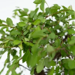 Plant In A Box Bonsaïs | - Bonsaï - bonsai - hauteur 25-35cm - ⌀29cm