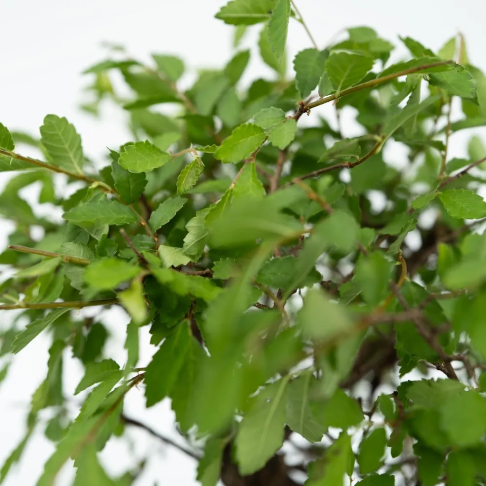 Plant In A Box Bonsaïs | - Bonsaï - bonsai - hauteur 25-35cm - ⌀29cm
