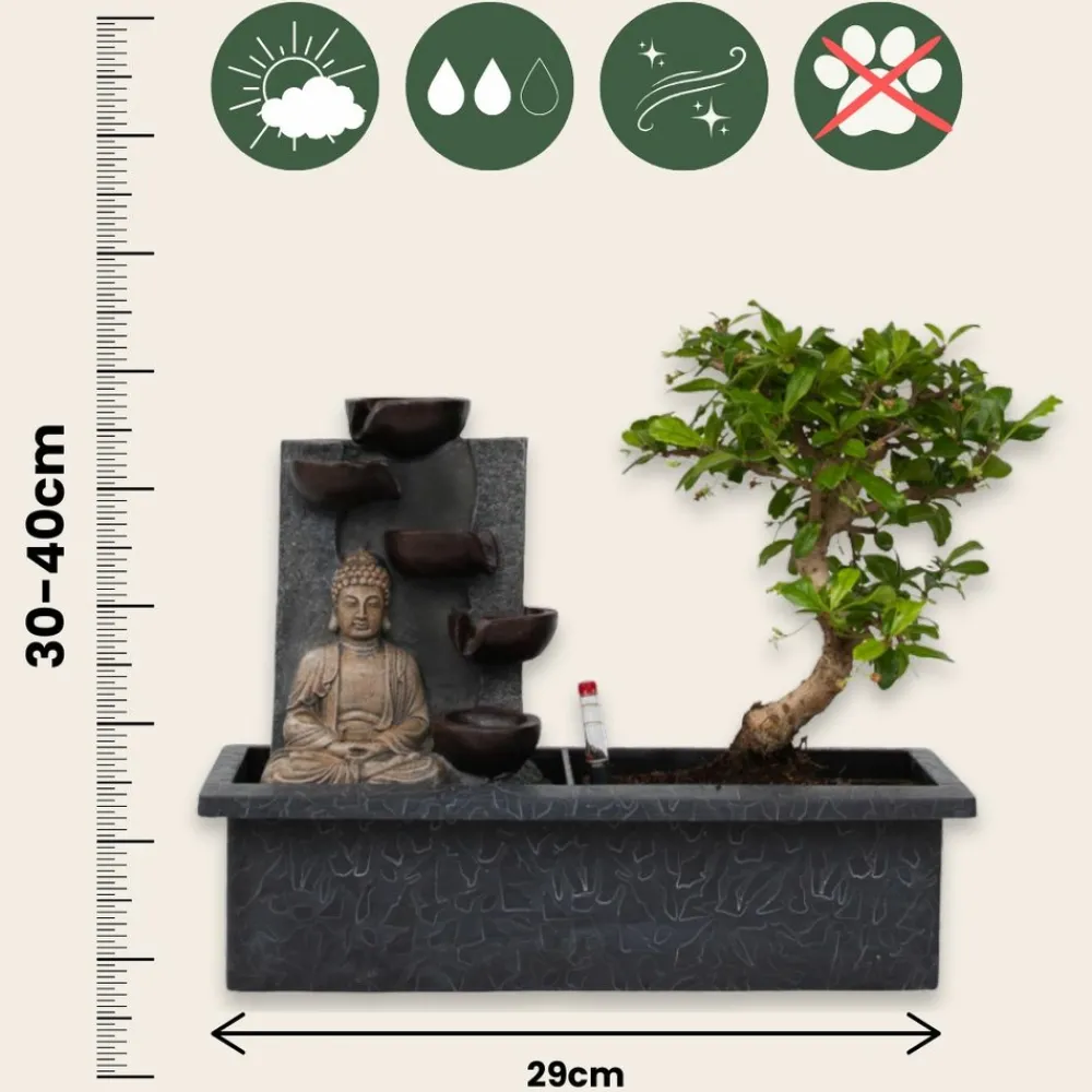 Plant In A Box Bonsaïs | - Bonsaï - bonsai - hauteur 25-35cm - ⌀29cm