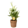 Plant In A Box - Calla 'ruby' - arum - blanc - hauteur 30-40cm - ⌀12cm Outlet