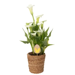 Plant In A Box - Calla 'ruby' - arum - blanc - hauteur 30-40cm - ⌀12cm Outlet
