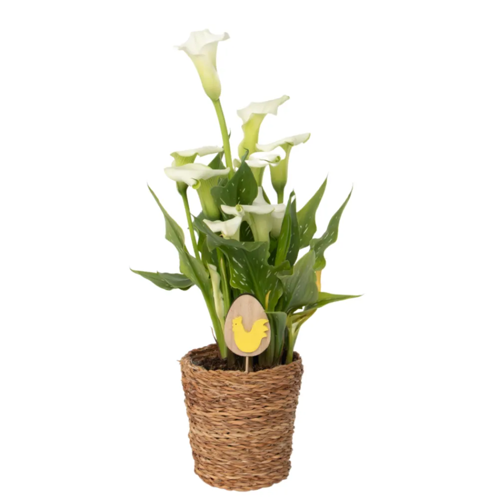 Plant In A Box - Calla 'ruby' - arum - blanc - hauteur 30-40cm - ⌀12cm Outlet