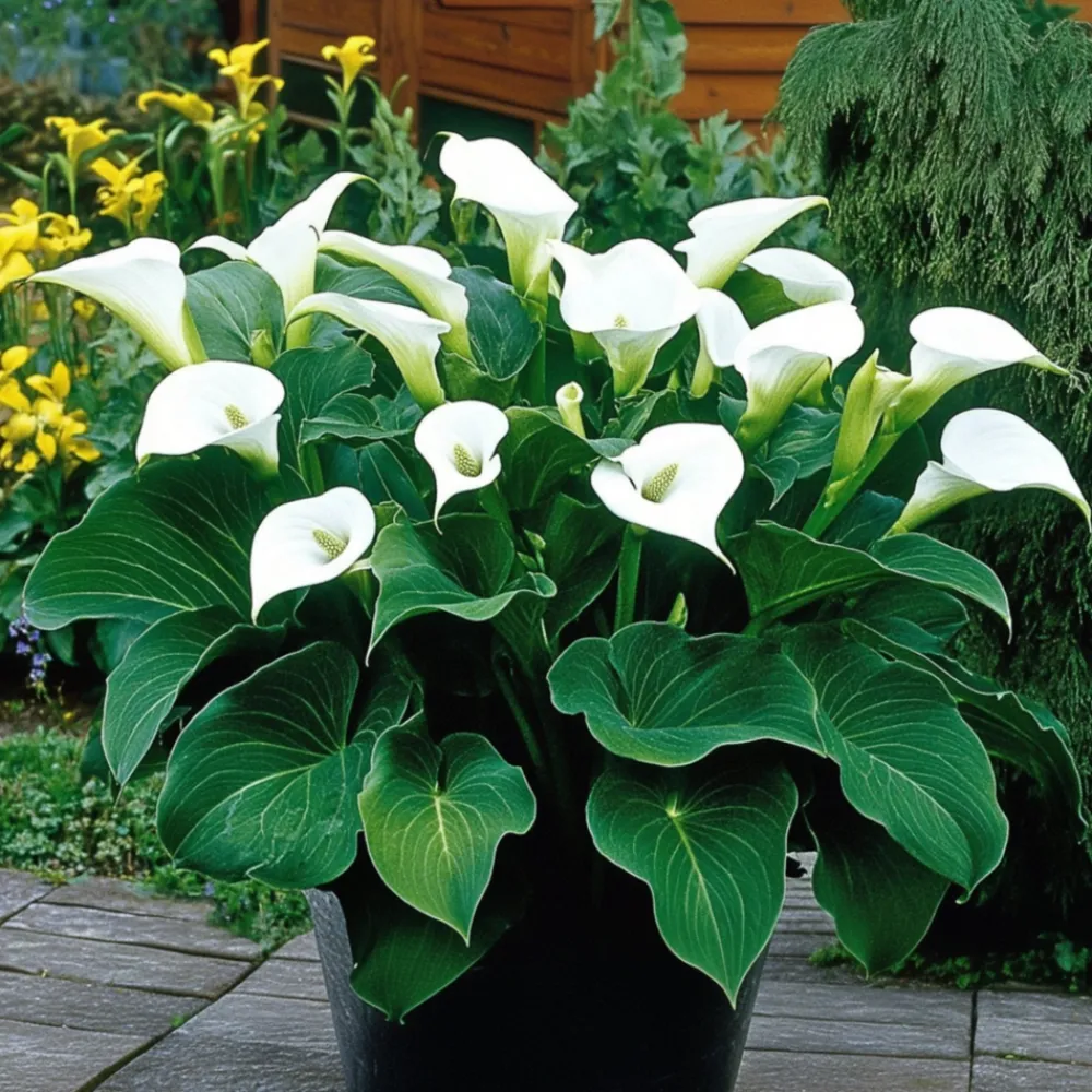 Plant In A Box - Calla 'ruby' - arum - blanc - hauteur 30-40cm - ⌀12cm Outlet