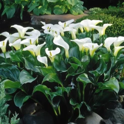 Plant In A Box - Calla 'ruby' - arum - blanc - hauteur 30-40cm - ⌀12cm Outlet