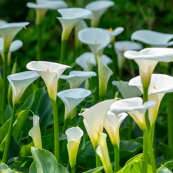 Plant In A Box - Calla 'ruby' - arum - blanc - hauteur 30-40cm - ⌀12cm Outlet