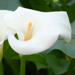 Plant In A Box - Calla 'ruby' - arum - blanc - hauteur 30-40cm - ⌀12cm Outlet