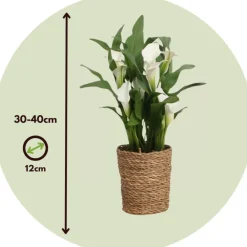 Plant In A Box - Calla 'ruby' - arum - blanc - hauteur 30-40cm - ⌀12cm Outlet