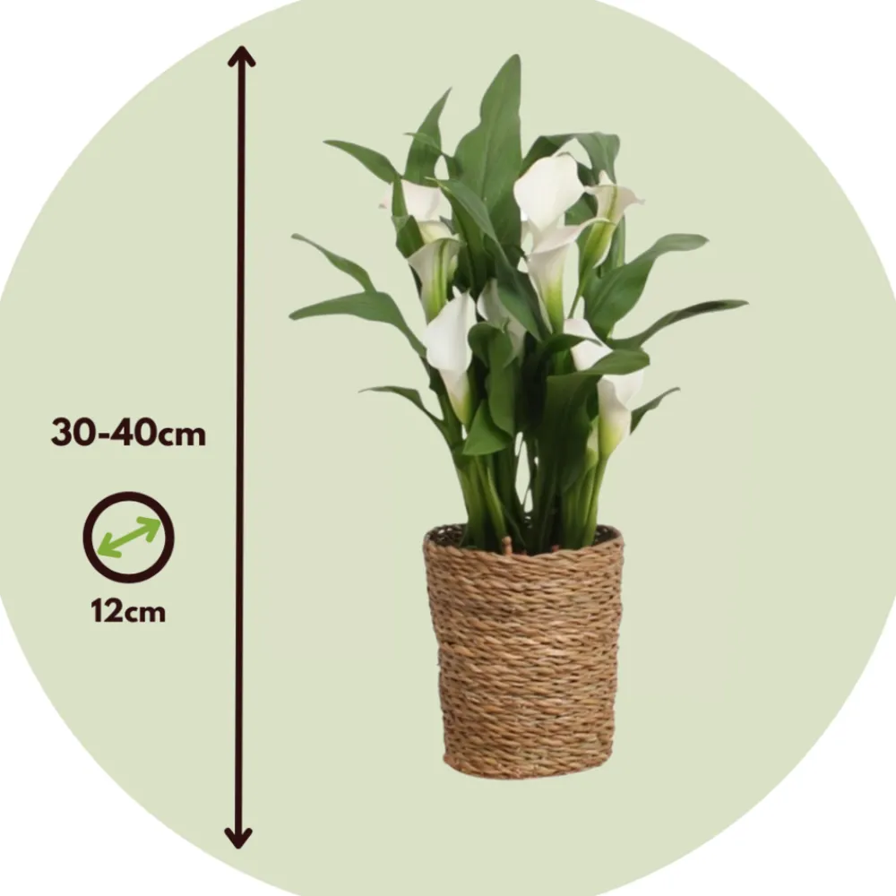 Plant In A Box - Calla 'ruby' - arum - blanc - hauteur 30-40cm - ⌀12cm Outlet