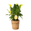 Plant In A Box - Calla 'ruby' - arum - jaune - hauteur 30-40cm - ⌀12cm Clearance