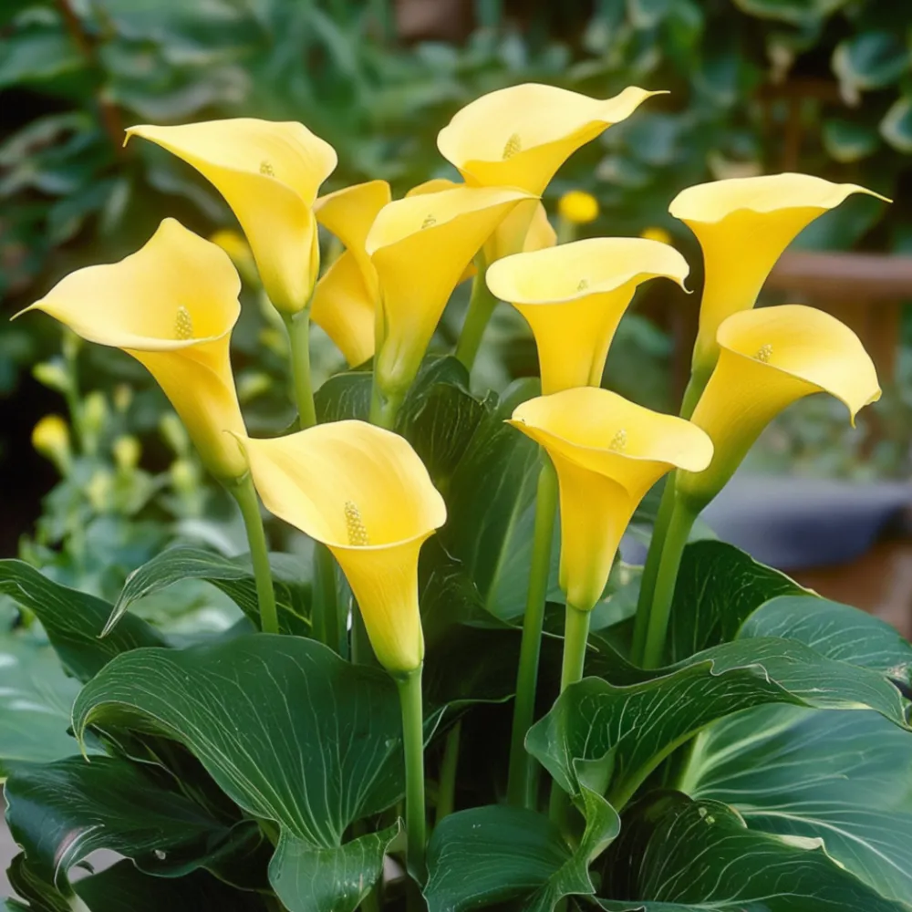 Plant In A Box - Calla 'ruby' - arum - jaune - hauteur 30-40cm - ⌀12cm Clearance