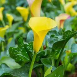 Plant In A Box - Calla 'ruby' - arum - jaune - hauteur 30-40cm - ⌀12cm Clearance