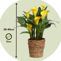 Plant In A Box - Calla 'ruby' - arum - jaune - hauteur 30-40cm - ⌀12cm Clearance