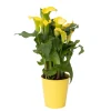 Plant In A Box - Calla 'zara' - arum - jaune - hauteur 30-40cm - ⌀12cm Discount