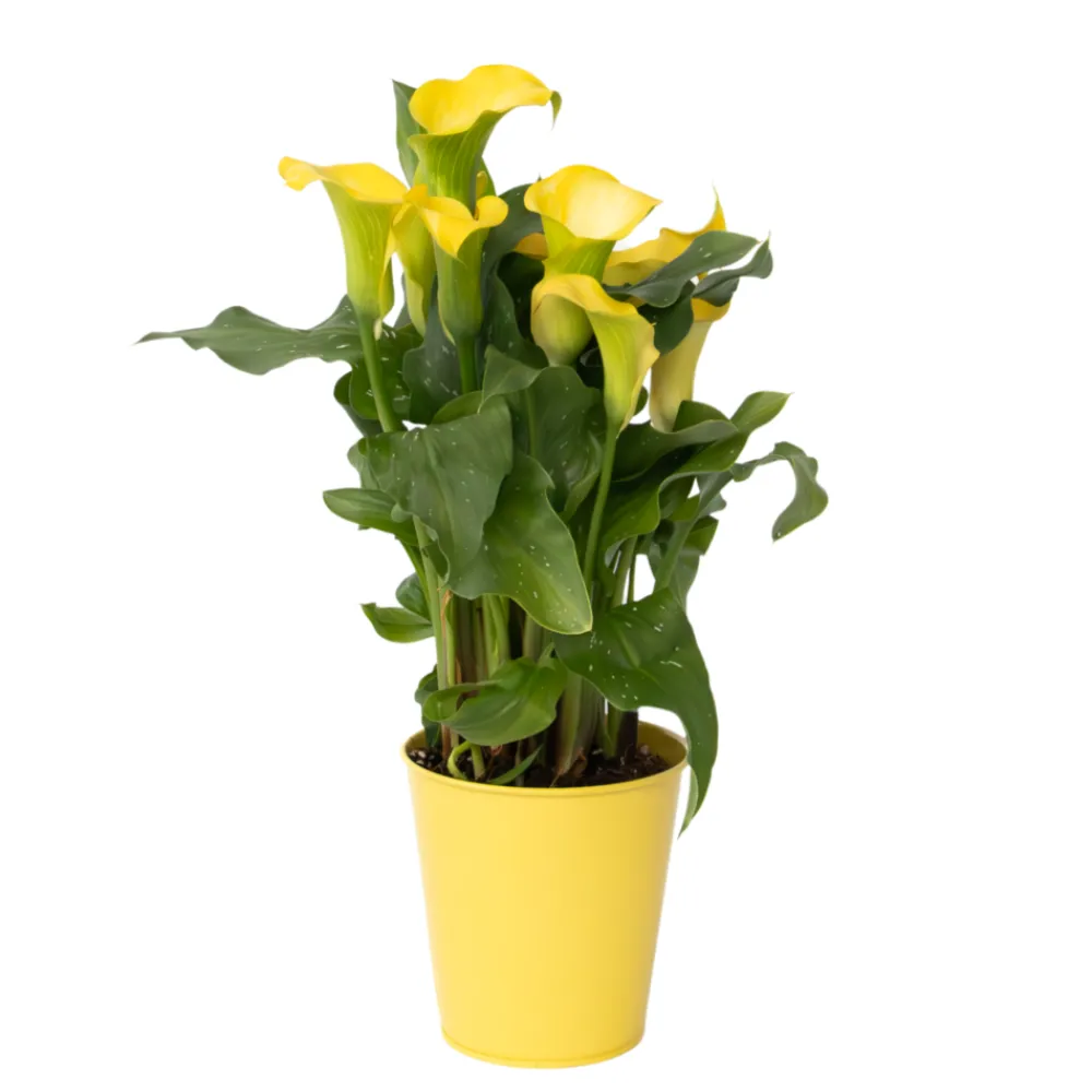 Plant In A Box - Calla 'zara' - arum - jaune - hauteur 30-40cm - ⌀12cm Discount