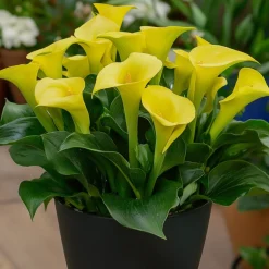 Plant In A Box - Calla 'zara' - arum - jaune - hauteur 30-40cm - ⌀12cm Discount