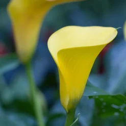 Plant In A Box - Calla 'zara' - arum - jaune - hauteur 30-40cm - ⌀12cm Discount