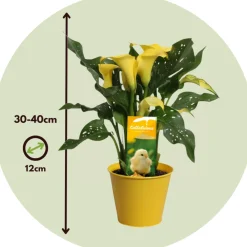 Plant In A Box - Calla 'zara' - arum - jaune - hauteur 30-40cm - ⌀12cm Discount