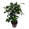 Plant In A Box Fleurs De Saison | - Camélia - camellia japonica 'lady campbell' - hauteur 50-60cm - ⌀15cm
