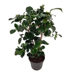 Plant In A Box Fleurs De Saison | - Camélia - camellia japonica 'lady campbell' - hauteur 50-60cm - ⌀15cm