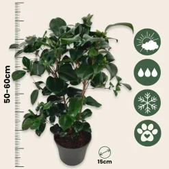Plant In A Box Fleurs De Saison | - Camélia - camellia japonica 'lady campbell' - hauteur 50-60cm - ⌀15cm