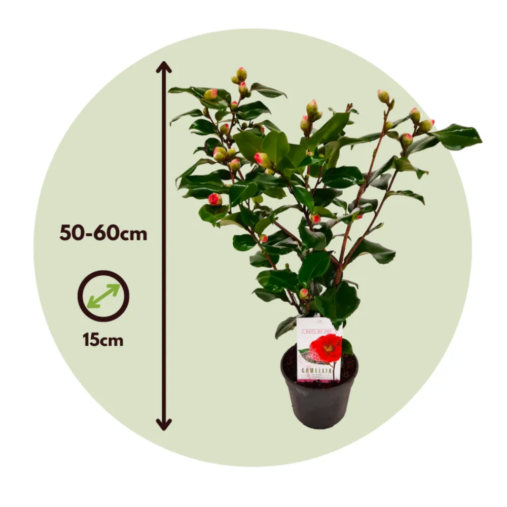 Plant In A Box Fleurs De Saison | - Camélia - camellia japonica 'lady campbell' - hauteur 50-60cm - ⌀15cm