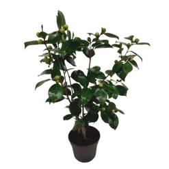 Plant In A Box Fleurs De Saison | - Camélia - camellia japonica 'bonomiana' - hauteur 50-60cm - ⌀15cm