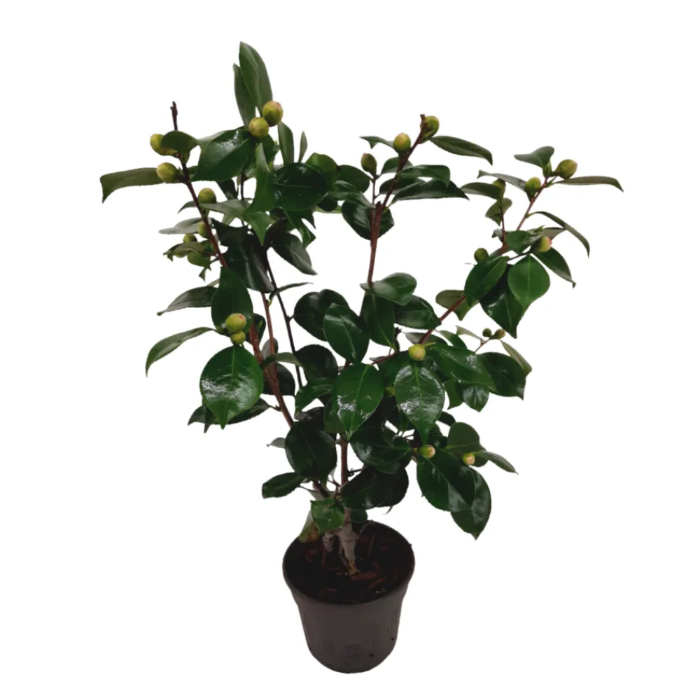 Plant In A Box Fleurs De Saison | - Camélia - camellia japonica 'bonomiana' - hauteur 50-60cm - ⌀15cm