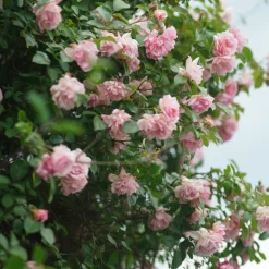 Plant In A Box Fleurs De Saison | - Camélia - camellia japonica 'bonomiana' - hauteur 50-60cm - ⌀15cm