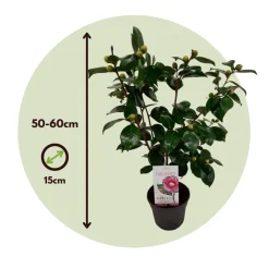 Plant In A Box Fleurs De Saison | - Camélia - camellia japonica 'bonomiana' - hauteur 50-60cm - ⌀15cm