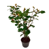 Plant In A Box Fleurs De Saison | - Camélia - camellia japonica 'dr. King' - hauteur 50-60cm - ⌀15cm