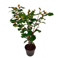 Plant In A Box Fleurs De Saison | - Camélia - camellia japonica 'dr. King' - hauteur 50-60cm - ⌀15cm