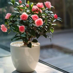 Plant In A Box Fleurs De Saison | - Camélia - camellia japonica 'dr. King' - hauteur 50-60cm - ⌀15cm