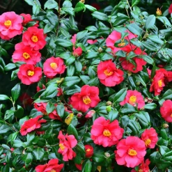 Plant In A Box Fleurs De Saison | - Camélia - camellia japonica 'dr. King' - hauteur 50-60cm - ⌀15cm