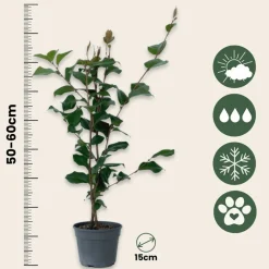 Plant In A Box Fleurs De Saison | - Camélia - camellia japonica 'dr. King' - hauteur 50-60cm - ⌀15cm