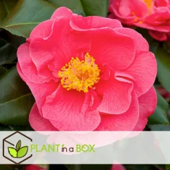 Plant In A Box Fleurs De Saison | - Camélia - camellia japonica 'dr. King' - hauteur 50-60cm - ⌀15cm