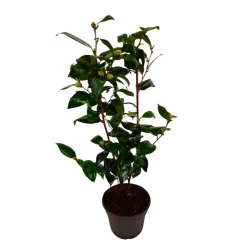 Plant In A Box Fleurs De Saison | - Camélia - camellia japonica 'brush field' - hauteur 50-60cm - ⌀15cm