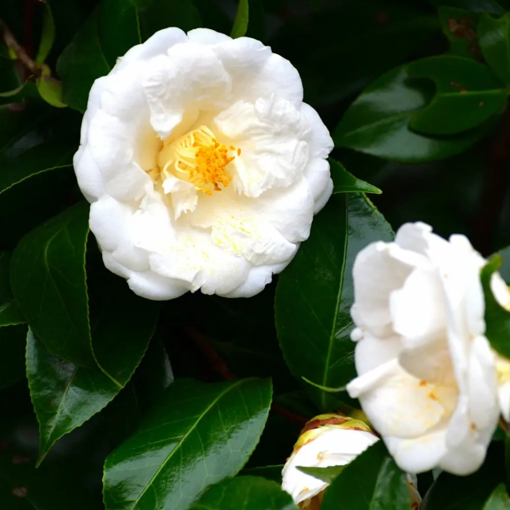Plant In A Box Fleurs De Saison | - Camélia - camellia japonica 'brush field' - hauteur 50-60cm - ⌀15cm