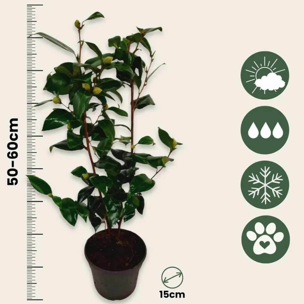 Plant In A Box Fleurs De Saison | - Camélia - camellia japonica 'brush field' - hauteur 50-60cm - ⌀15cm