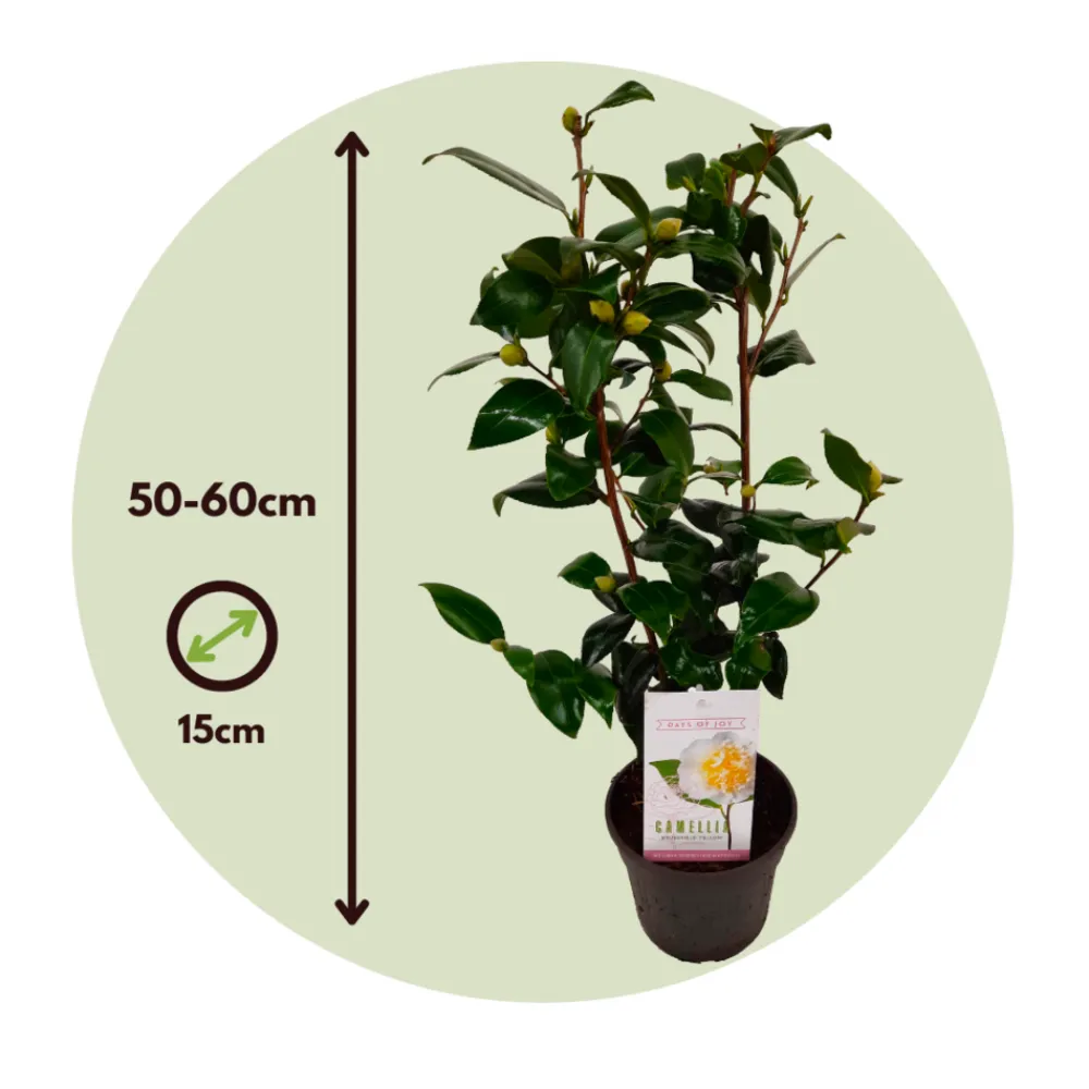 Plant In A Box Fleurs De Saison | - Camélia - camellia japonica 'brush field' - hauteur 50-60cm - ⌀15cm