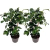 Plant In A Box Fleurs De Saison | - Camélia - set de 2 - camellia japonica 'lady campbell' - hauteur 50-60cm - ⌀15cm