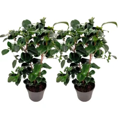 Plant In A Box Fleurs De Saison | - Camélia - set de 2 - camellia japonica 'lady campbell' - hauteur 50-60cm - ⌀15cm
