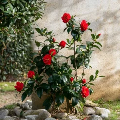 Plant In A Box Fleurs De Saison | - Camélia - set de 2 - camellia japonica 'lady campbell' - hauteur 50-60cm - ⌀15cm