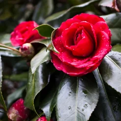 Plant In A Box Fleurs De Saison | - Camélia - set de 2 - camellia japonica 'lady campbell' - hauteur 50-60cm - ⌀15cm