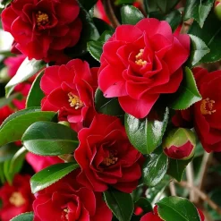 Plant In A Box Fleurs De Saison | - Camélia - set de 2 - camellia japonica 'lady campbell' - hauteur 50-60cm - ⌀15cm